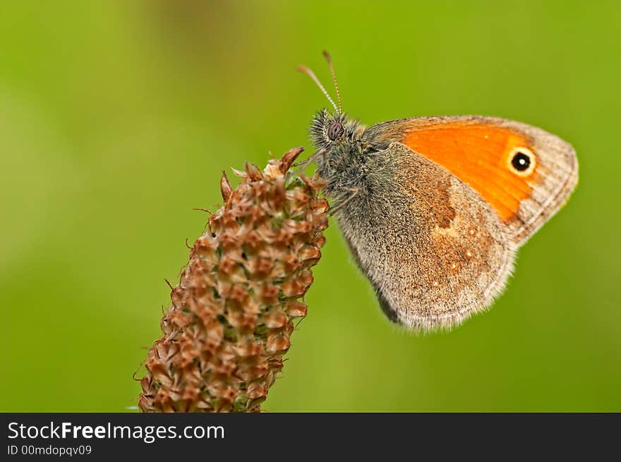 Butterfly Meadow Brown. Maniola jurtina.