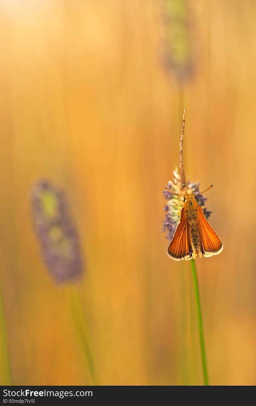 A Large Skipper orange butterfly