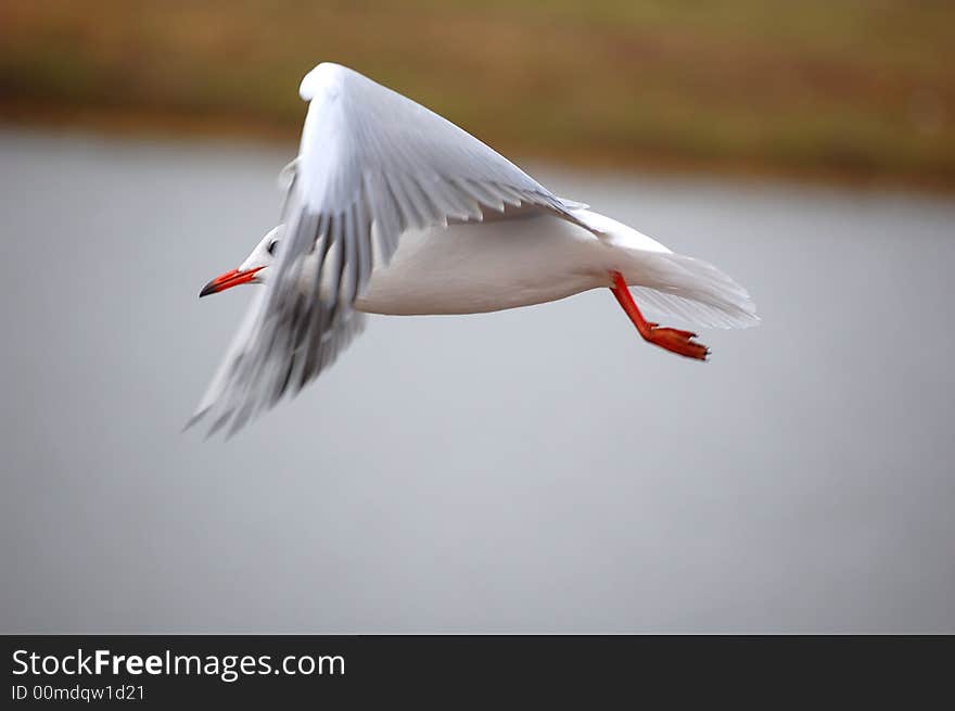 Sea gull following the stream