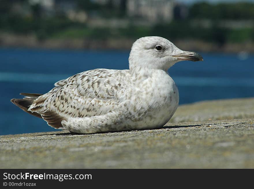 Gull