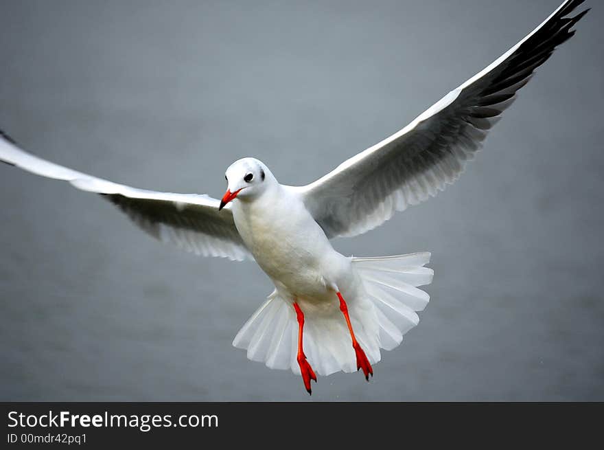 Sea gull posing for the photograph