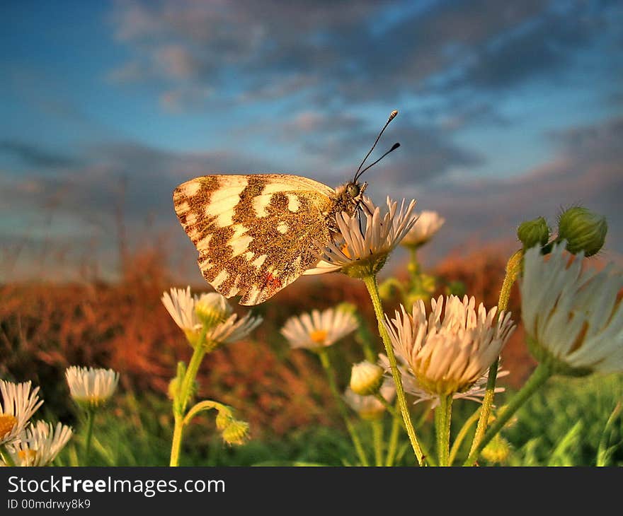 Portrait of the Butterfly