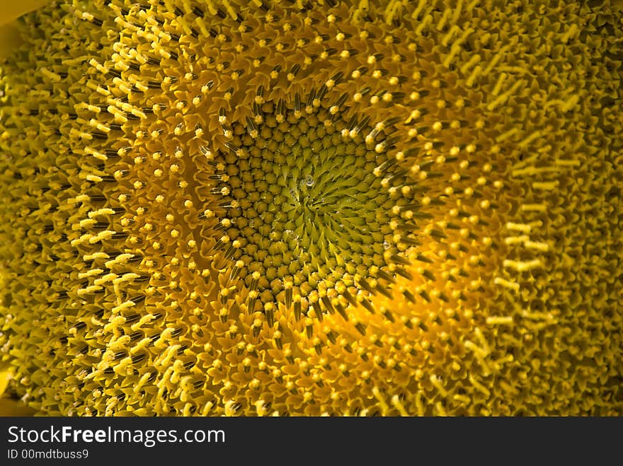 Sunflower 1