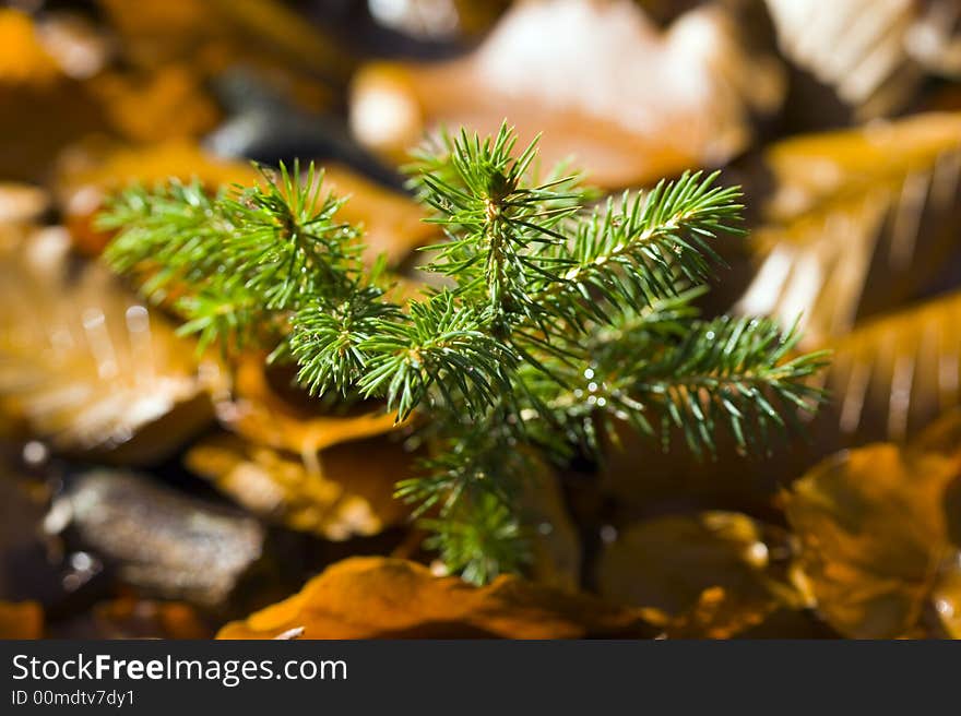 A twig of a spruce sapling with droplets of water - macro. A twig of a spruce sapling with droplets of water - macro