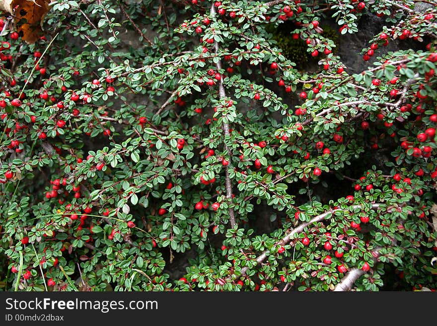 Ornamental plant on a stone wall. Red berries and small green leaves. Shoted in the Alps near the Hintersee Lake . Ornamental plant on a stone wall. Red berries and small green leaves. Shoted in the Alps near the Hintersee Lake .