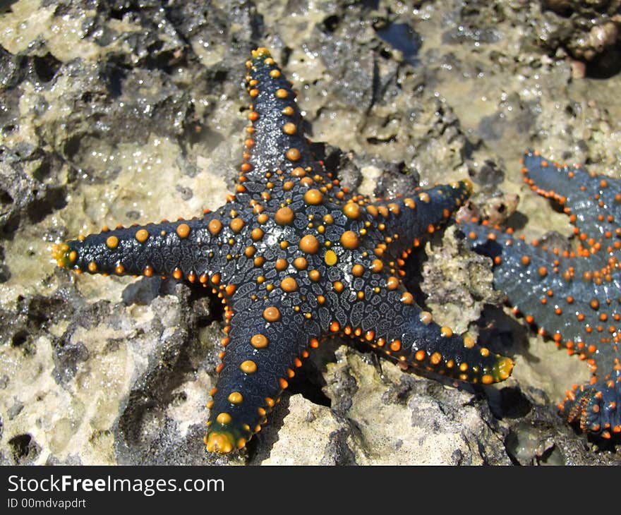 Colourful starfish from Indian Ocean