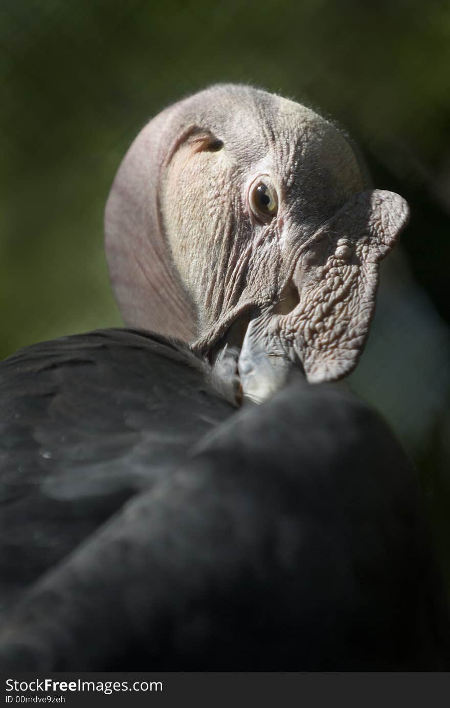 He Andean condor is a large vulture with a wingspan than can exceed 10 feet.