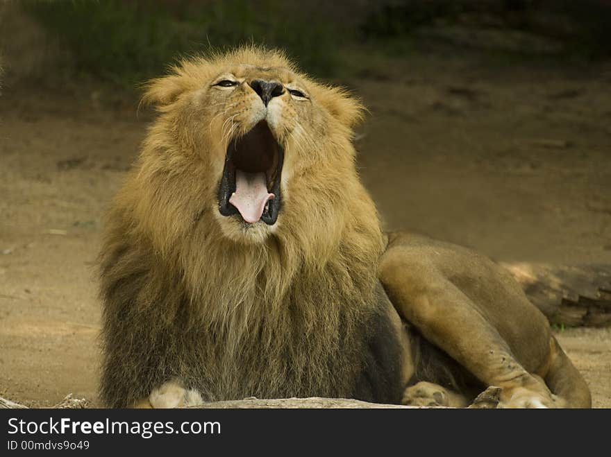 Lion Yawning