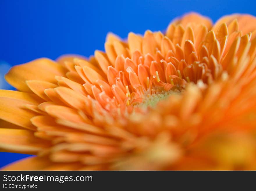 A beautiful flower called Gerbera