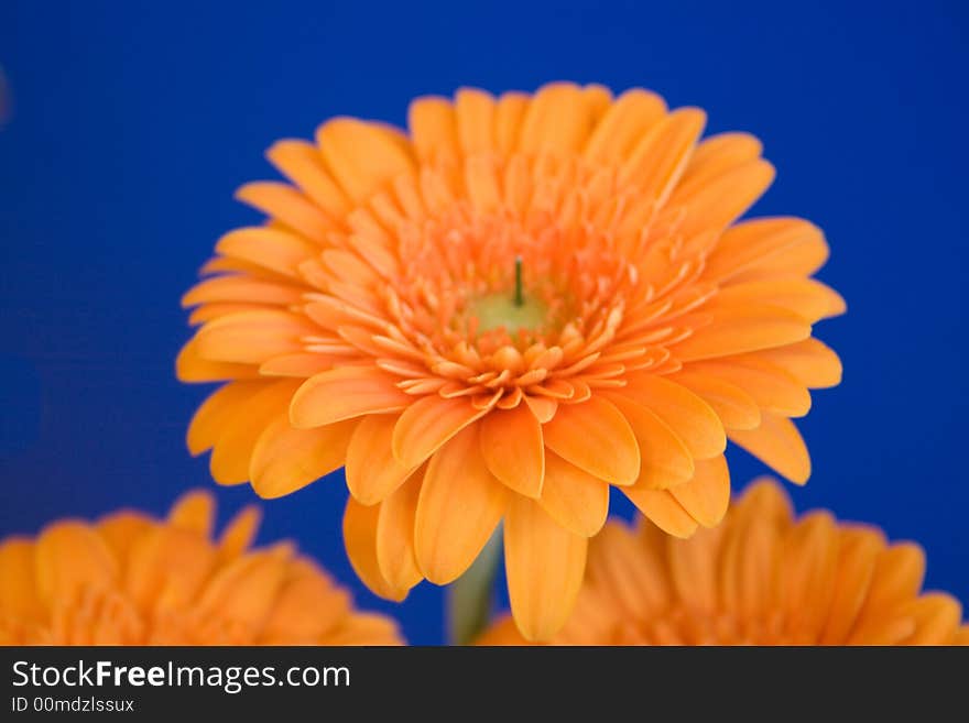 A beautiful flower called Gerbera