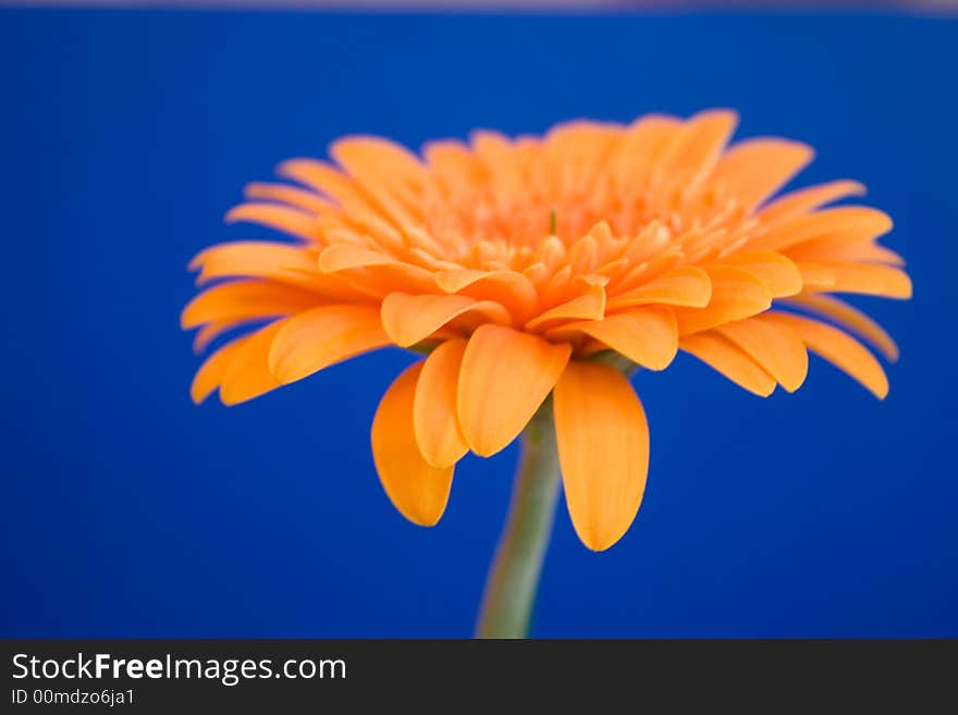 A beautiful flower called Gerbera