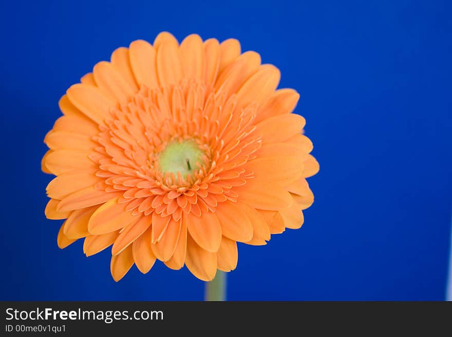 A beautiful flower called Gerbera