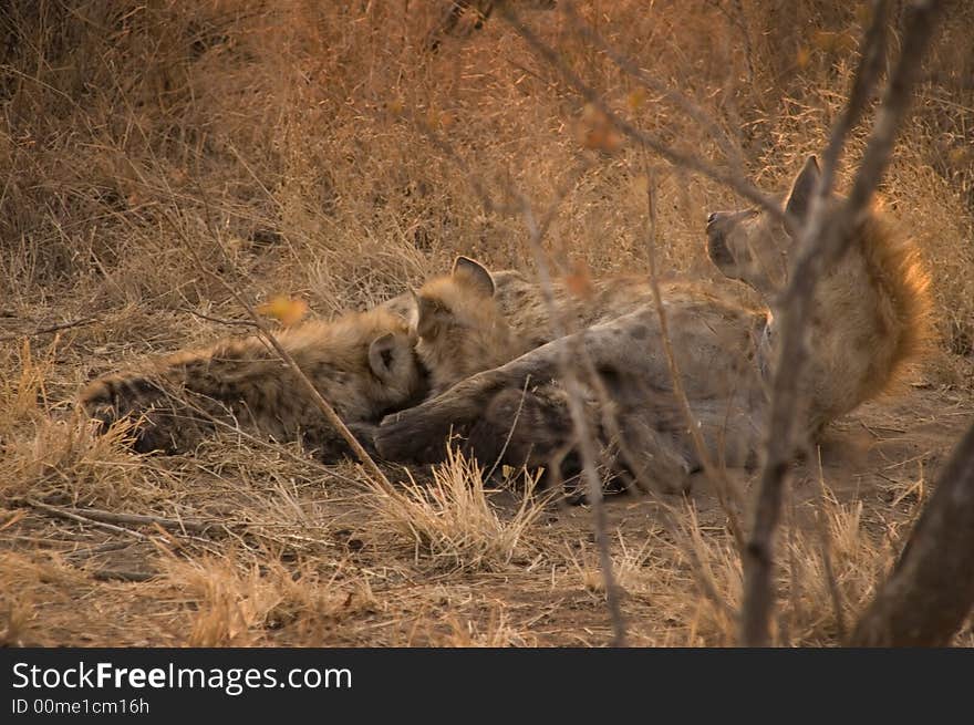 A adult hyena is feeding her two cubs in the sabie sand game reserve southafrica. A adult hyena is feeding her two cubs in the sabie sand game reserve southafrica.