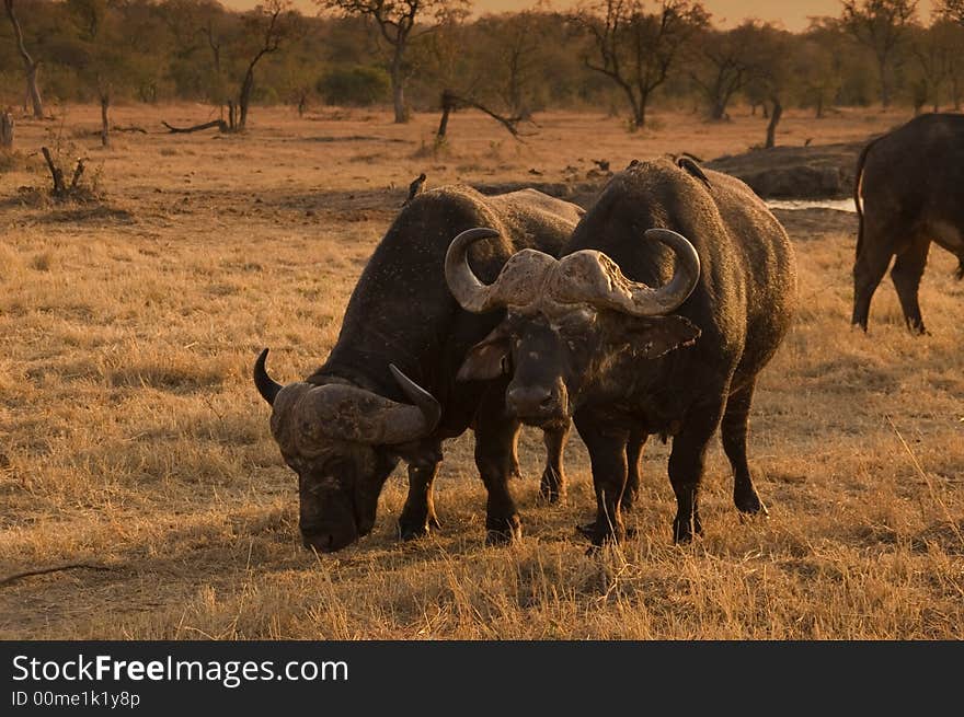 Two african buffalos tinted with warm light at the sabie sand game reserve southafrica.