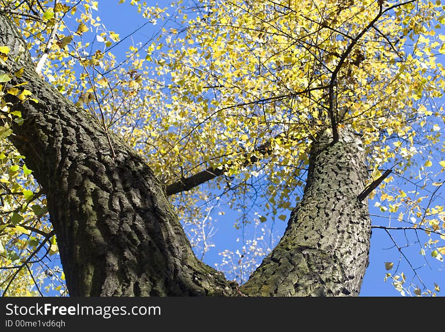 Poplar stem against a blue sky background, in fall