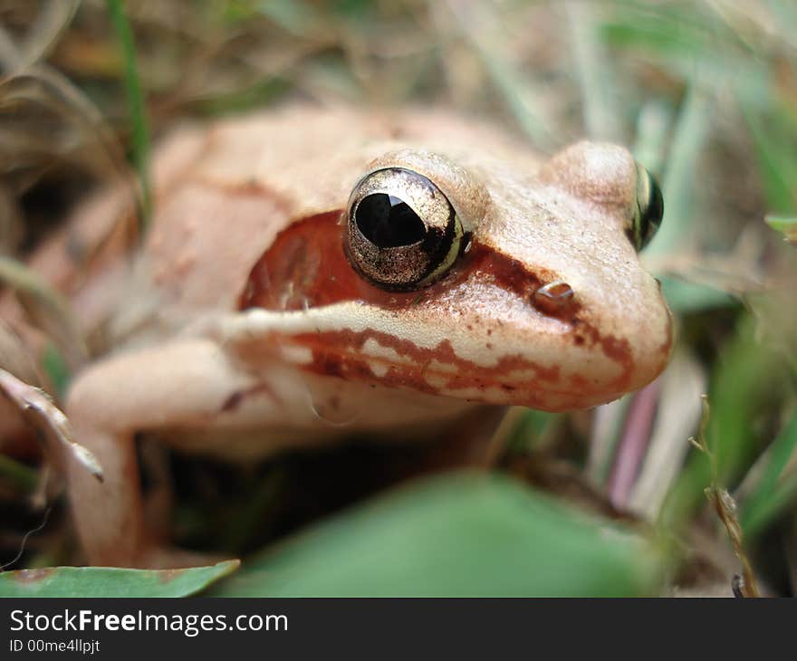 Frog Eye