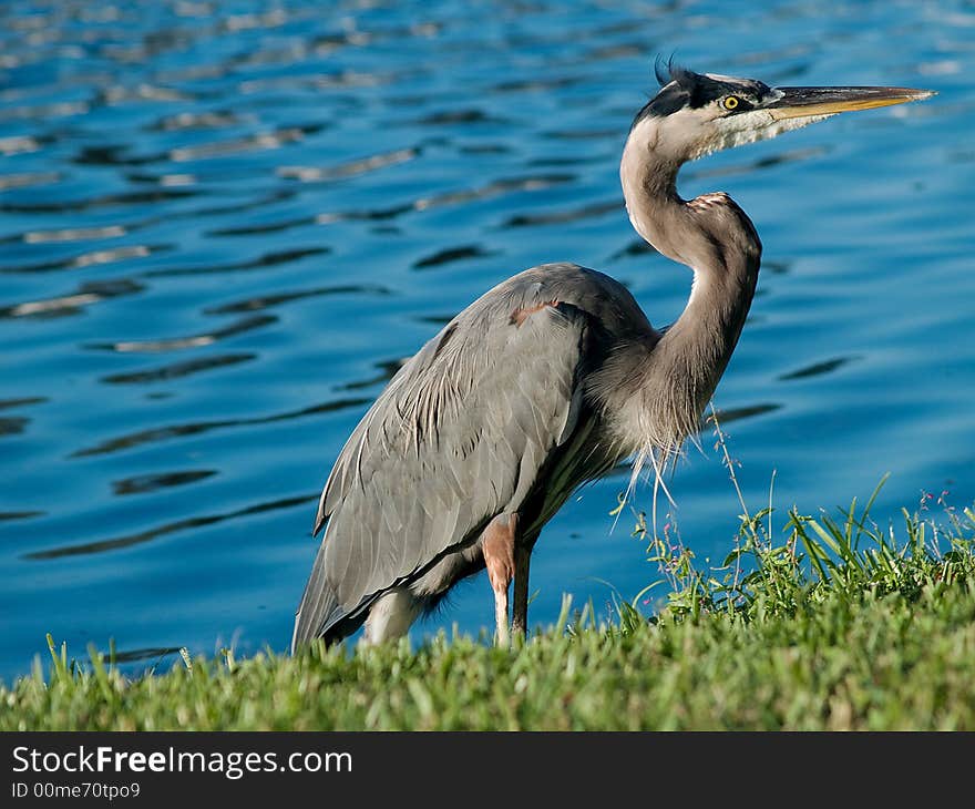 Great Blue Heron