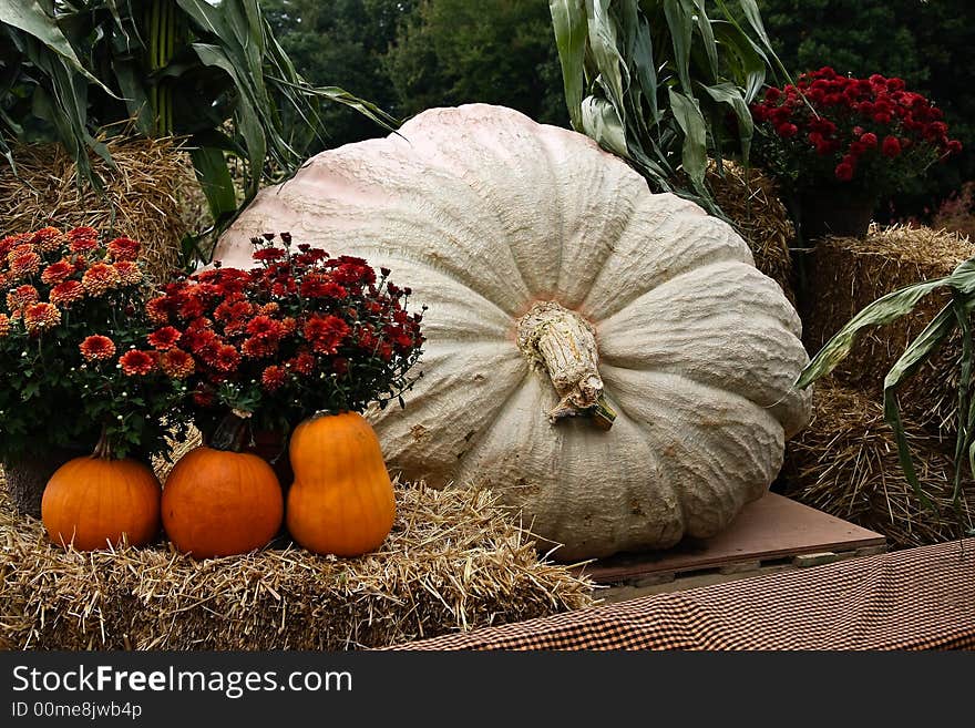 Giant pumpkin display at fall festival