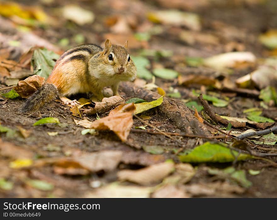 Cute little chipmunk, his cheeks full of seed he's been collecting from the ground. Cute little chipmunk, his cheeks full of seed he's been collecting from the ground.