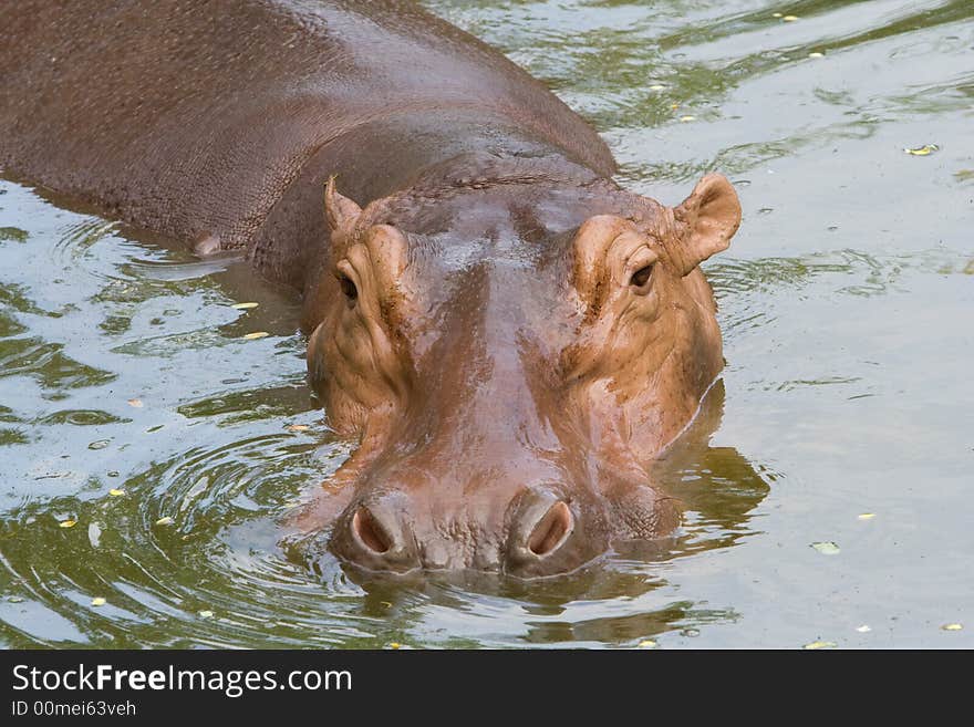 Hippo at a zoo in Thailand. Hippo at a zoo in Thailand