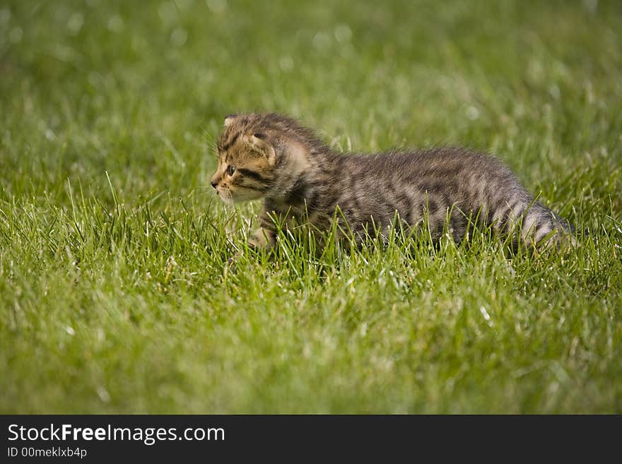 Small young cat portrait on green grass. Small young cat portrait on green grass