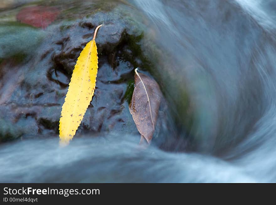 Leaf amongst river