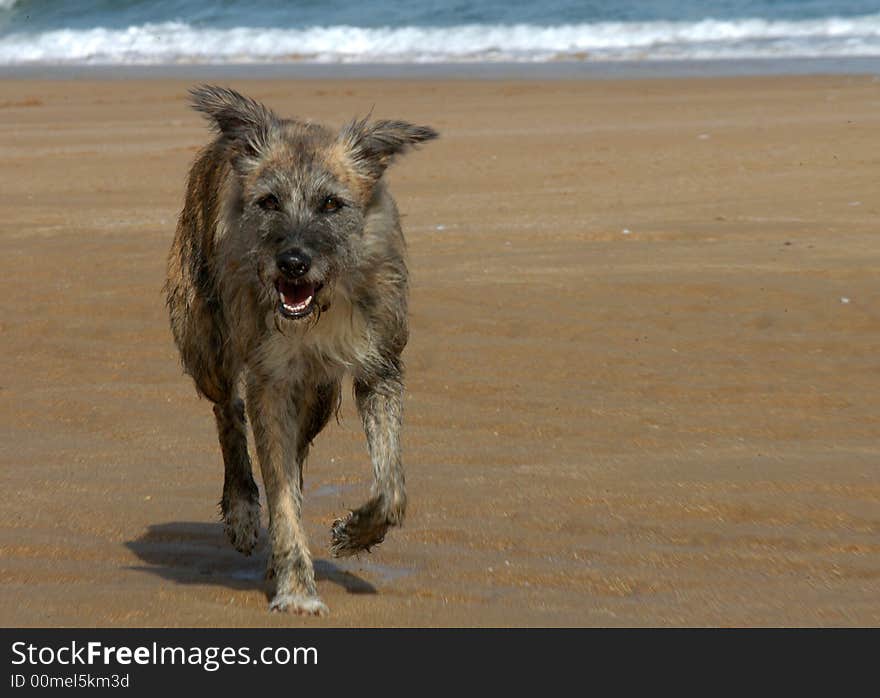 A wolf like dog running on the beach. A wolf like dog running on the beach