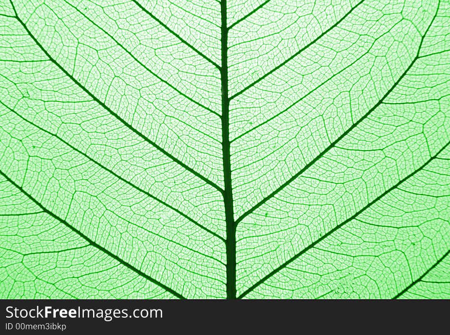 Green leaf structure (macro) as natural background. Green leaf structure (macro) as natural background