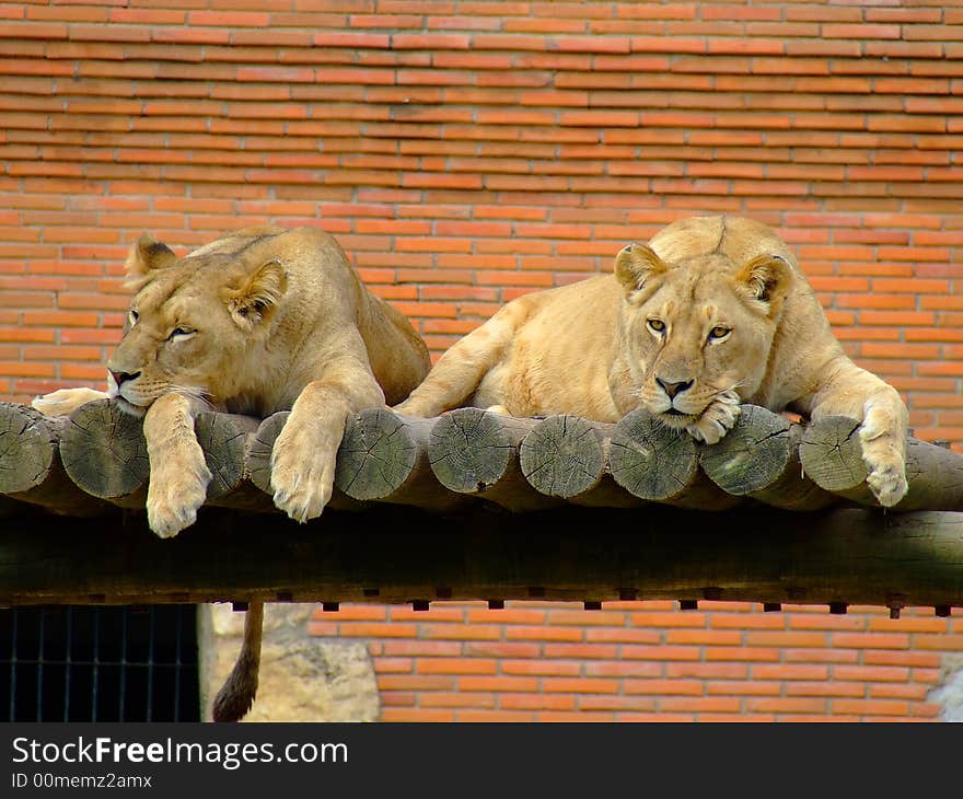 Two female lions