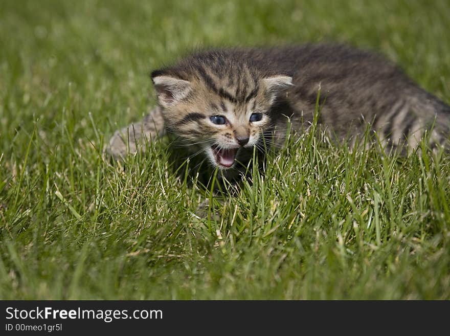 Small young cat portrait on green grass. Small young cat portrait on green grass