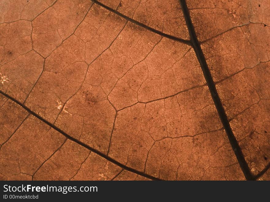 Macro of a dry leaf in back-light. Warm colors and sharp texture. Macro of a dry leaf in back-light. Warm colors and sharp texture.