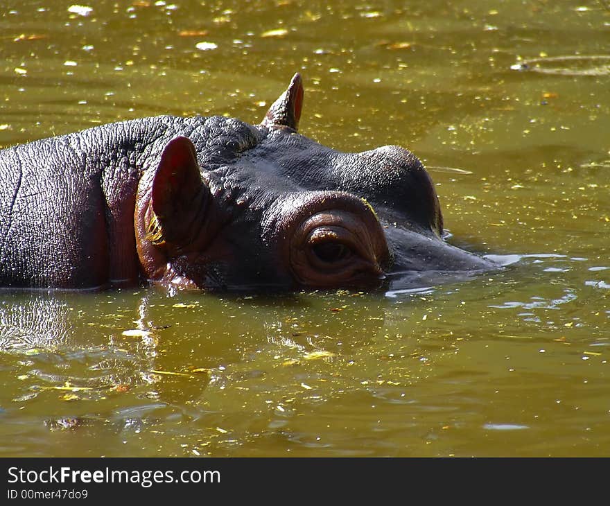 Close up on a hippo into the water. Close up on a hippo into the water