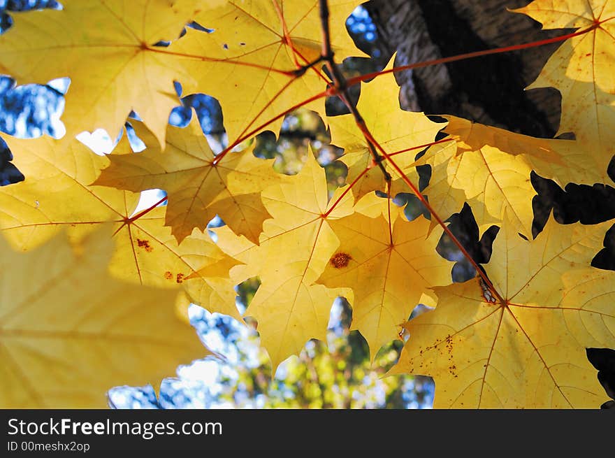 A few yellow leaves of maple