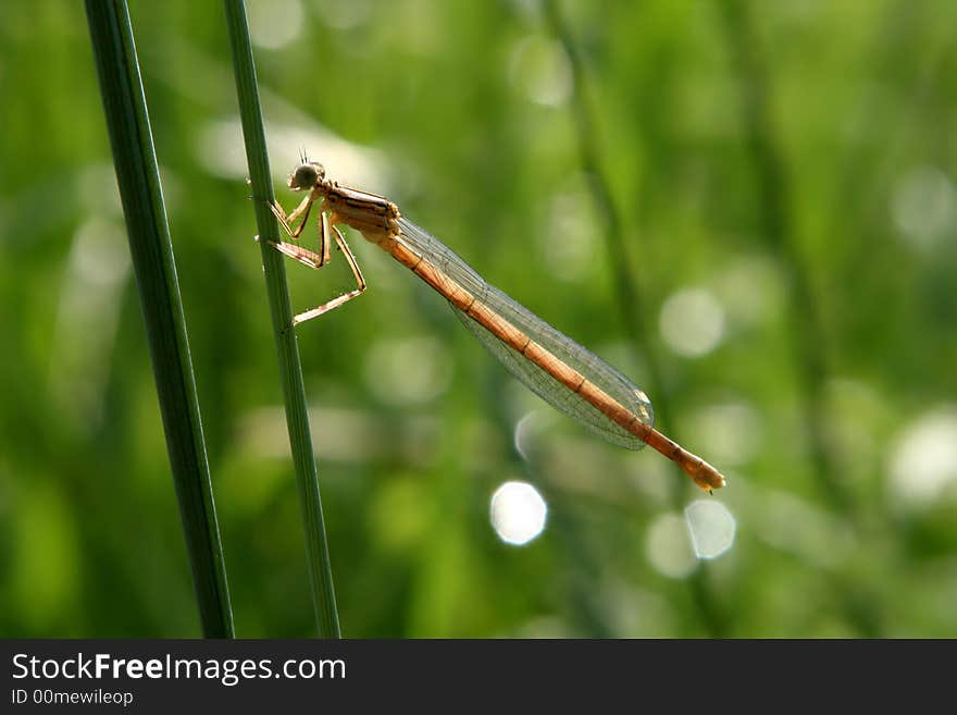 Brown dragon fly sitting on green grass. The background is green. Brown dragon fly sitting on green grass. The background is green.