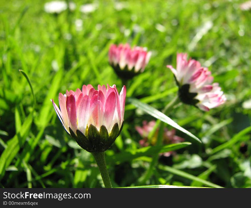 Daisy is meadow flower various colors