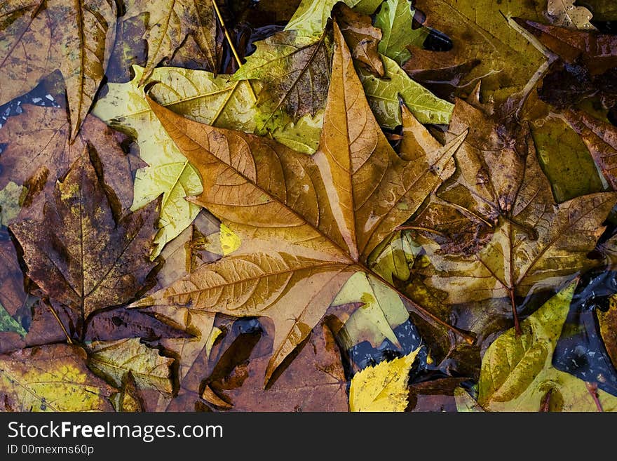 Fallen leaves in autumn colors