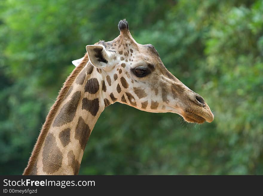 Image of giraffe at a zoo in Thailand