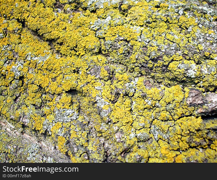 Close up photograph of old tree bark.