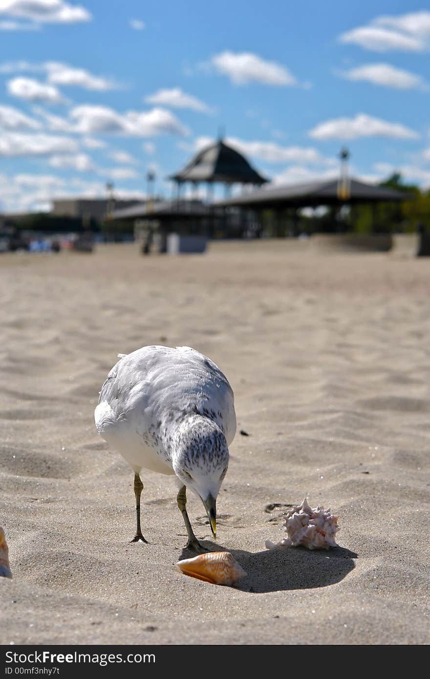 Gull attacks shells