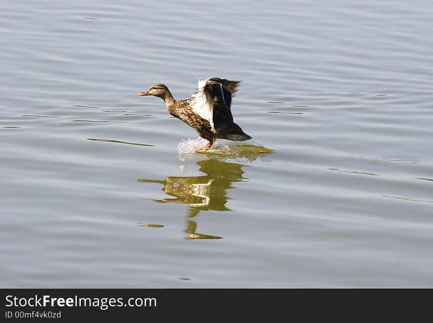 Landing Duck