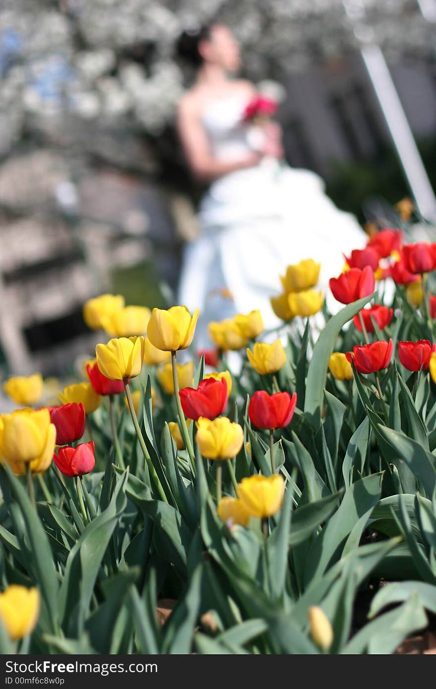 Bride bouquet and tulips