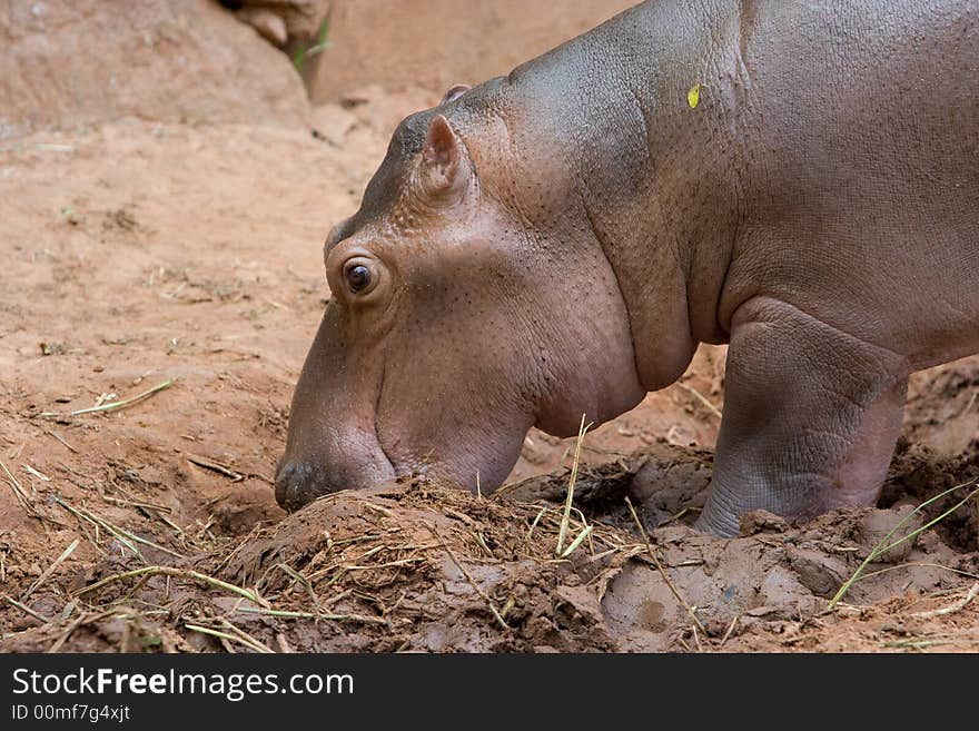 Hippopotamus