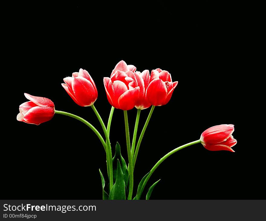 7 red tulips