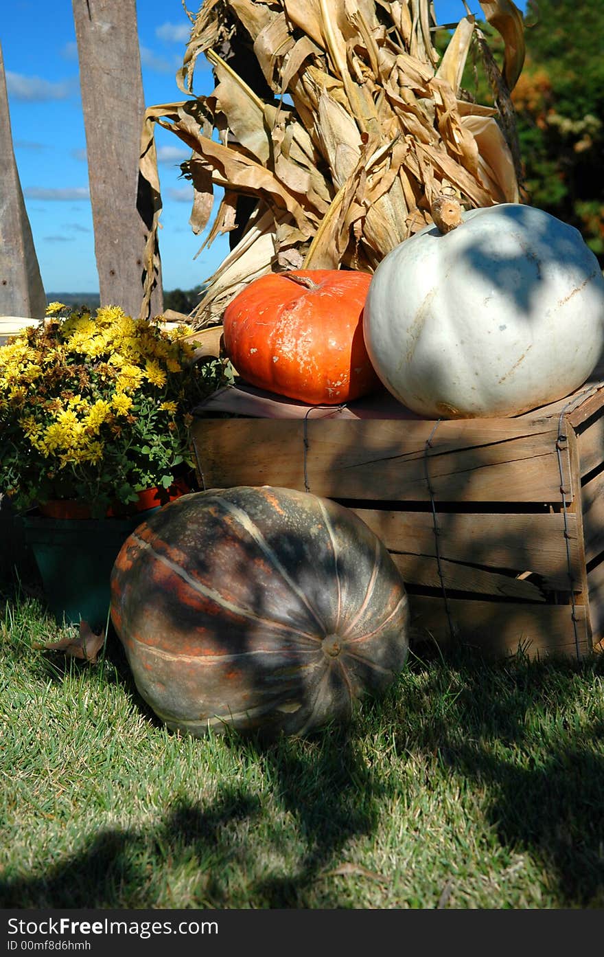 Fall Harvest still life with pumpkins and corn.