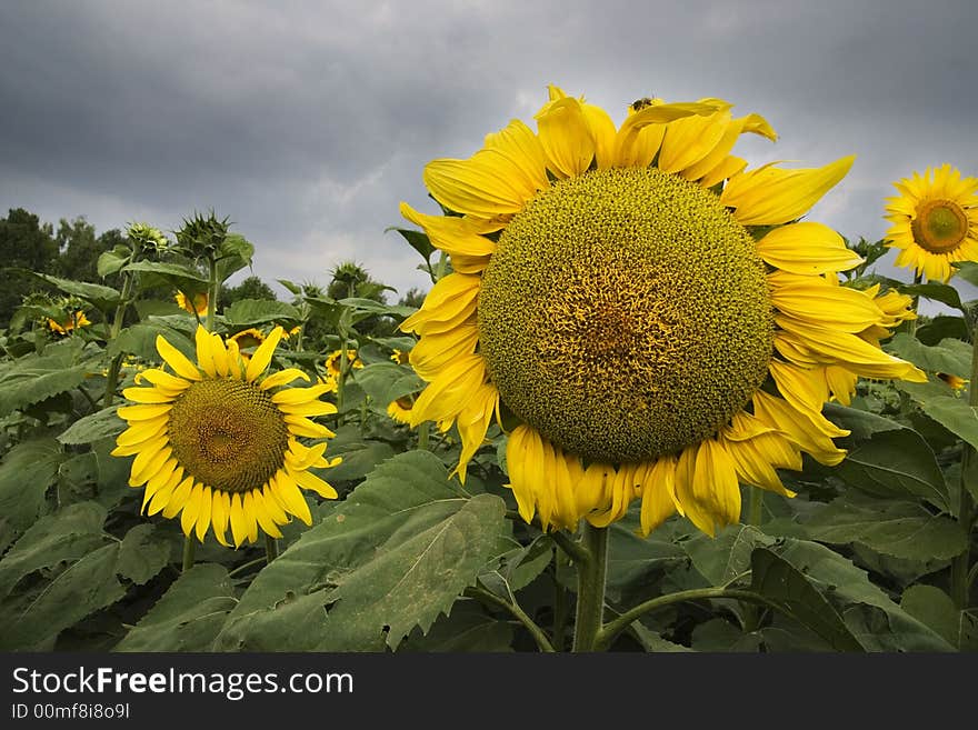 Suflower field at cloudy day