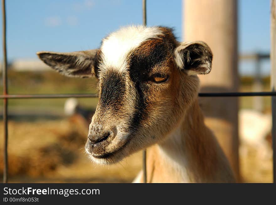 Head of young goat looking with farm in background.