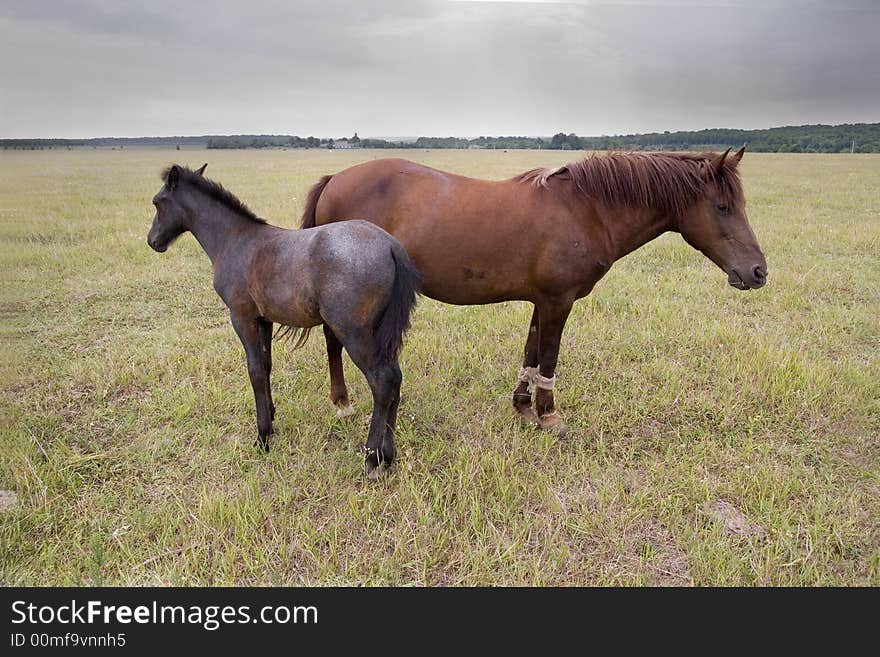 Two horses  at natural background