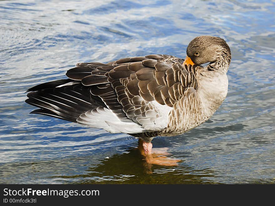 A duck cleaning itself near the shore of a river in a park of London. A duck cleaning itself near the shore of a river in a park of London