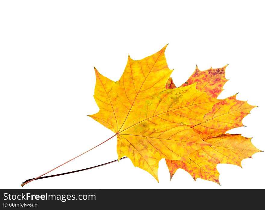 Two colorful autumn maple leafs on isolated white (corner position with copy space)