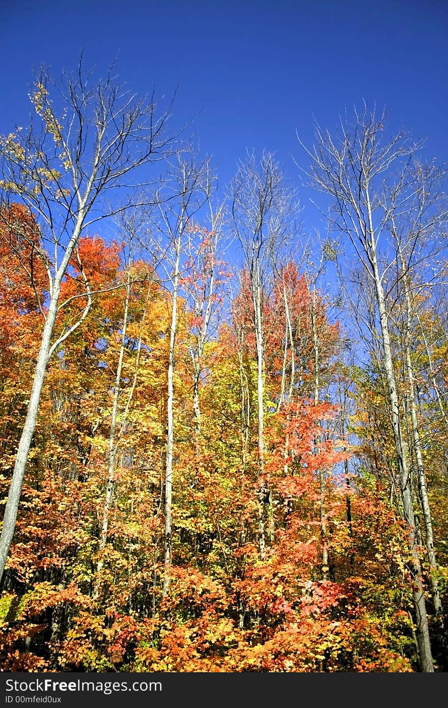 Beautiful scene of Maple Leaves with blue sky background. Beautiful scene of Maple Leaves with blue sky background